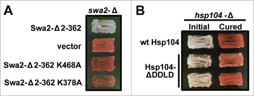 FIGURE 2. Residues of Swa2's TPR domain, but not Hsp104's C-terminal DDLD motif, are required for [URE3] propagation. (A) Haploid [URE3] cells of the W303 genetic background expressing His3 in place of genomic Swa2 and bearing the plasmid pRS416–SWA2 were transformed with plasmids (pRS315) expressing Swa2 variant constructs lacking the Swa2 N-terminal domains and containing a single amino acid substitution (K378→A or K468→A). Swa2-Δ2–362 and swa2-Δ were used as positive and negative controls for prion maintenance, respectively. Colonies exhibiting leucine prototrophy were placed on media containing 5-Fluoroorotic acid (5-FOA) to counter-select against the URA3-marked SWA2 plasmid. Red/white color phenotype assays are shown for representative transformants (n ≥ 8 for each variant); in this yeast genetic background red pigment accumulates upon [URE3] loss. (B) Haploid W303 [URE3] cells possessing genomic HSP104 were crossed with one of 2 strains expressing Leu2 in place of genomic Hsp104, and expressing either wild-type Hsp104 (pRS313, row 1) or an Hsp104 construct lacking its 4 terminal residues: DDLD (pRS314, rows 2 and 3).Citation22 After passage on media selecting for adenine and leucine prototrophy, diploids were sporulated and subjected to tetrad dissection. Color phenotype assays are shown for representative haploids (right columns, n ≥ 7). Haploids were subsequently treated with GdnHCl to inhibit Hsp104 function (left columns, n ≥ 7 for each variant), to confirm that colony color still accurately reported prion status.