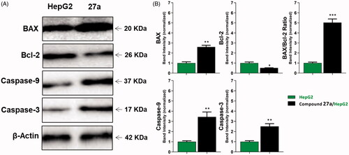 Figure 6. The immunoblotting of caspase-3, caspase-9, BAX, and Bcl-2 (normalised to β-actin). (A) Representative Western blot images show the effect of compound 27a (at its IC50 concentration) on the expression levels of BAX, Bcl-2, active caspases-9, and active caspases-3 proteins in HepG2 cells.