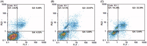 Figure 4. Flow cytometric analysis to study the effect of folate-targeted nanoliposomes to induce apoptosis in HeLa cells. (A) Dot plot of HeLa cells treated by PBS for 48 h (control), (B) dot plot of HeLa cells treated by conventional-BLM for 48 h and (C) dot plot of HeLa cells treated by FL-BLM.