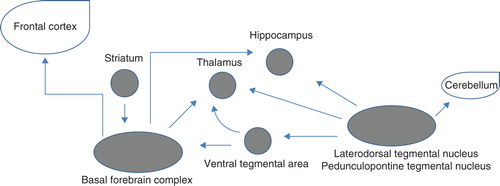 Figure 1. Schematic major cholinergic pathways in the brain.