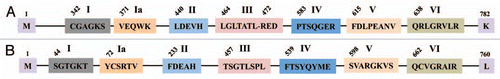 Figure 6 Schematic representation of seven conserved helicase motifs found in DNA repair helicases, XPB and XPD. The numbers given on top of the diagram indicate amino acid position of the first residue of a conserved motif for the entire protein sequence. (A) Amino acid consensus for motifs of XPB helicase. The sequences representing CGAGKS (motif I), VEQWK (motif Ia), LDEVH (motif II), LGLTATLxRED (motif III), PTSQGER (motif IV), FDLPEANV (motif V) and QRLGRVLR (motif VI) are shown. The first and last protein residues are methionine (M) and lysine (K) respectively are indicated. (B) Amino acid consensus for motifs of XPD helicase. The consensus sequence for these motifs is shown, SGTGKT (motif I), YCSRTV (motif Ia), FDEAH (motif II), TSGTLSPL (motif III), FTSYQYME (motif IV), SVARGKVS (motif V) and QCVGRAIR (motif VI). The first and last protein residues are methionine (M) and leucine (L) are shown.