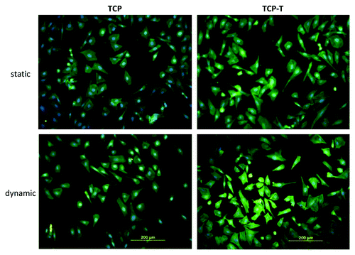 Figure 6. Fluorescence micrographs of actin cytoskeleton of SaOs-2 cells adhered after 4 d of culture on TCP and TCP-T samples in static and dynamic condition.