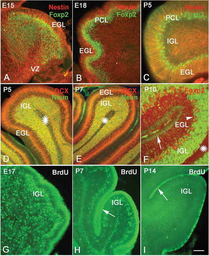 Figure 3. Neural migration in the cerebellum. Photos A–C, neural migration from the ventricular zone (VZ) to the Purkinje cell layer (PCL) (Nestin and Foxp2 double immunolabeling). At E15, numerous Foxp2 positive cells (green) migrated from VZ to PCL along the processes of radial glial cells (red) A, At E18, the migrating Foxp2-positive cells were concentrated near the PCL B, At P5 only one or two rows of Purkinje cells were located in the PCL C, Photos D–F, the migration of newborn neurons from the superficial external granular layer (EGL) to the internal granular layer (IGL). With double-cortin (DCX, red) and NeuN (green) double immunolabeling, photos D and E show that DCX-positive newborn neurons (red) in EGL are ready to migrate toward IGL and differentiate into granule cells (green). Photo F shows the cerebellar cortex at P10 (NeuN and Foxp2 double immunolabeling). There are few post-mitotic neurons in the superficial EGL (green, arrow), since almost all neurons have migrated into the IGL and differentiated into granule cells (green). The Purkinje cells (red and arrow head) are visualized between EGL and IGL. Photos G–H, neural proliferation and neural migration in the cerebellum (5-Bromo-deoxyuridine (BrdU) assay). The proliferative cells and migrating neurons (green) decreased with age increase. The proliferative cells in EGL are marked with arrows. At P14, only a few proliferative cells were located in the superficial zone of EGL (I). Scale bars: A and B: 100 µm; C: 50 µm; D and E: 100 µm; F: 50 µm; G–I: 100 µm.