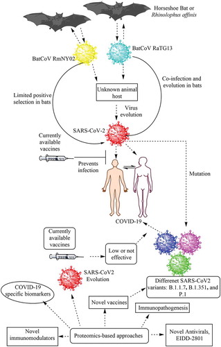 Figure 1. Schematic representation of the emergence of COVID-19 in humans and its control using proteomics-based approaches. COVID-19 is thought to be a zoonotic viral infection that has been transferred to humans from horseshoe bats. However, it is unknown whether the virus evolved the ability to infect humans directly in these bats or if the virus first infected an unknown intermediate host and subsequently infected humans causing the ongoing COVID-19 pandemic. Currently available vaccines have shown protection against the parent SARS-CoV-2 strain causing COVID-19. Proteomics-based approaches can be used to study the immunopathogenesis of COVID-19 caused by both parent and mutant strains of SARS-CoV-2 and identify novel disease-specific biomarkers, drug targets, antivirals, vaccine candidates, and immunomodulators in the future