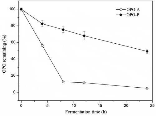 Figure 3. Percentage of OPO remaining in the fermentation systems containing OPO-A or OPO-P at different fermentation time points.Figura 3. Porcentaje de OPO restante en los sistemas de fermentación que contienen OPO-A u OPO-P en diferentes momentos de la fermentación.