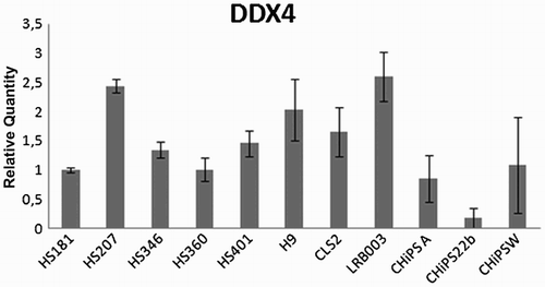 Figure 4.  DDX4 expression at RNA level in 8 undifferentiated hESC lines and 3 hiPSC lines established in 5 different laboratories. DDX4 expression was detected at RNA level in all cell lines analyzed. Relative quantity was calculated by ddCt method for each sample from mean of three replicates.