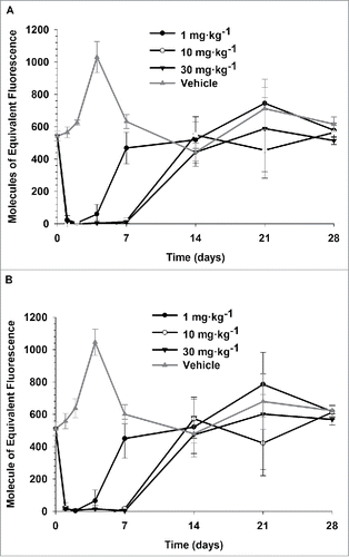 Figure 2. Saturation of PDL1 on CD8+ (A) and CD4+ (B) T lymphocytes following single IV administration of 1, 10, and 30 mg·kg−1 PRO304397 to BALB/c mice. N = 3 mice per group/per time point, where 3 mice were sacrificed at each time point per group. Saturation of PDL1 was assessed via flow cytometry by measuring the amount of free membrane PDL1 present on the cell surface of peripheral blood CD8 + and CD4 + T lymphocytes. Biotin-conjugated PRO304397 was used to stain peripheral blood mononuclear cells and detected with streptavidin-phycoerythrin (SA-PE). Values were normalized against an appropriate isotype control. Mean (+/−SD) fluorescence values for each group are represented as molecules of equivalent fluorescence (MOEF).