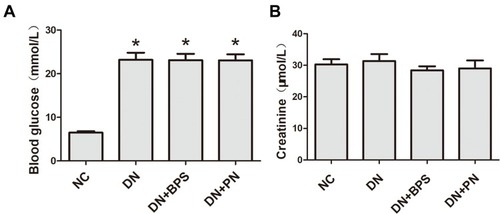 Figure 1 The level of blood glucose at baseline in rats (A). Effects of PN treatment on serum creatinine (B). PN and BPS were administered once daily by oral garage for 12 weeks. Results were expressed as the mean ± SEM (n = 7). *P<0.05 vs NC.