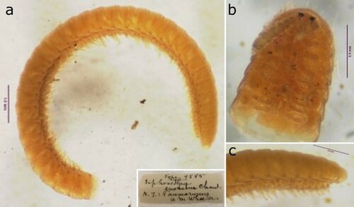 Figure 1. Holotype of Siphonethus enotatus Chamberlin, Citation1920 (MCZ4885), photographs by Laura Leibensperger (MCZ). (a) Habitus, lateral view. (b) Head and anterior body-rings, ventral view. (c) Preanal ring and posterior body-rings, lateral view.