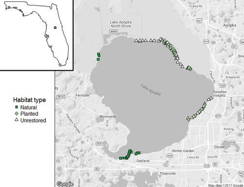 Figure 1. Map of Lake Apopka, with locations of each transect origin. Natural sites were primarily located near Gourd Neck Springs, where most of the sand bottom in the lake is found.