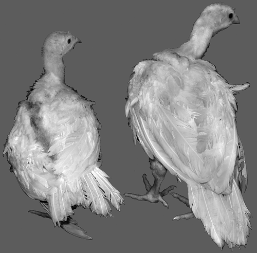 Figure 4.  Gross appearance of turkey poults at 28 days of age that were infected with TCoV-MG10 (left) or uninfected (right) at 2 days of age. On average, turkeys infected with TCoV-MG10 weighed 228 g less than control birds at this age.