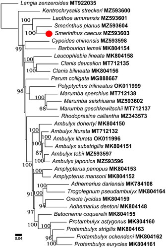 Figure 1. Phylogenetic relationships within Smerinthinae based on the sequences of 13 protein-coding genes analyzed using maximum-likelihood methods. The values of an ultrafast bootstrap (UFB) of 1000 replications are shown on the nodes. The following records were used: ‘Adhemarius dariensis MK784108, Adhemarius dentoni MK804148, Ambulyx dohertyi MK804150, Ambulyx substrigilis MK804151, Amplypterus mansoni MK804152, Amplypterus panopus MK804153, Barbourion lemaii MK804154, Batocnema coquerelii MK804155, Clanis bilineata MK804156, Leucophlebia lineata MK804158, Orecta lycidas MK804159, Protambulyx astygonus MK804160, Protambulyx eurycles MK804161, Protambulyx ockendeni MK804162, Protambulyx strigilis MK804163, and Trogolegnum pseudambulyx MK804164 (Timmermans et al. Citation2019); Ambulyx liturata MT712132, Clanis deucalion MT712135, Langia zenzeroides MT922035, Marumba gaschkewitschii MT712137, and Marumba sperchius MT712138 (Wang et al. Citation2021); Kentrochrysalis streckeri MZ593600 (Huang et al. Citation2022); Smerinthus planus MZ593604 (Meng et al. Citation2022a); Ambulyx tobii MZ593597 (Meng et al. Citation2022b); Laothoe amurensis MZ593601 (Sun et al. Citation2022); Smerinthus caecus MZ593603 (this study); Ambulyx japonica MZ593596, Ambulyx liturata OK011996, Cypoides chinensis MZ593598, Marumba saishiuana MZ593602, Parum colligata MG888667, Polyptychus trilineatus OK011999, and Rhodoprasina callantha MZ343573 (Unpublished)’.