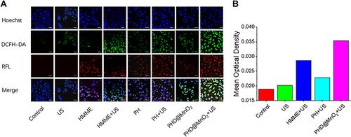 Figure 5 Cellular ROS generation in MCF-7 cells. (A) Microscopy images of intracellular ROS generation by DCFH-DA. The white scale bars represent 25 μm. (B) Mean optical density of green fluorescence in different groups quantified by ImageJ software.