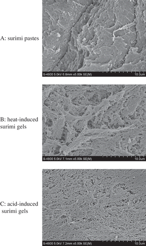 FIGURE 6 SEM images of (A) surimi pastes, (B) heat-induced surimi gels, and (C) acid-induced surimi gels (5000× magnifications).