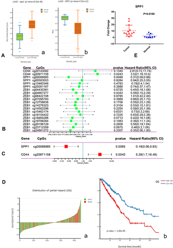 Figure 9 (A) a. Boxplot of expression of SPP1 in LUAD; b. Boxplot of DNA methylation of SPP1 in LUAD. (B) Univariate Cox analysis of hub gene CpGs. (C) Multivariate Cox analysis of hub gene CpGs. (D) a. Z-score distribution of the prognostic classifier and patients’ survival status; b. Kaplan–Meier survival analysis for LUAD patients based on multivariate proportional hazards regression model. (E) The high expression of SPP1 in EGFR-mutant lung adenocarcinoma compared with paracancerous tissues by qRT-PCR.