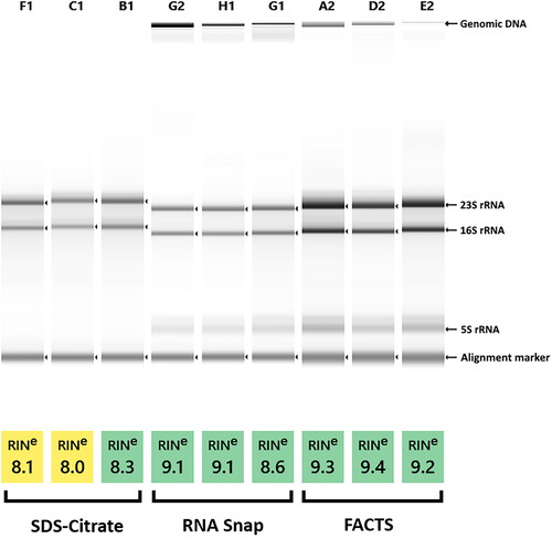Figure 1. Agilent TapeStation analysis of RNA integrity of samples isolated by CiAR (SDS-Citrate), RNAsnap and FACTS from three P. aeruginosa reference strains: ATCC 27853 (F1, G2, A2), PAO1 (C1, H1, D2) and EARS 5585 (B1, G1, E2). Yellow coloring is assigned to RNA samples with RIN values ≤ 8.1, indicating moderate to good RNA quality, while green is used to denote the samples with the highest quality.