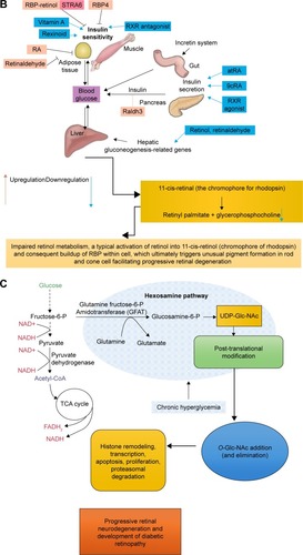 Figure 8 Schematic diagram showing (A) abnormal polyol metabolism in progressive retinal neurodegeneration and development of diabetic retinopathy; (B) impaired retinol metabolism, and (C) role of UDP-Glc-NAc in progressive neuroretinal degeneration.