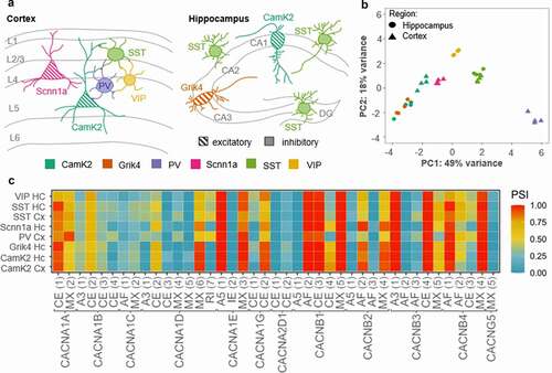 Figure 4. VGCC genes are spliced differently across neuronal cell types