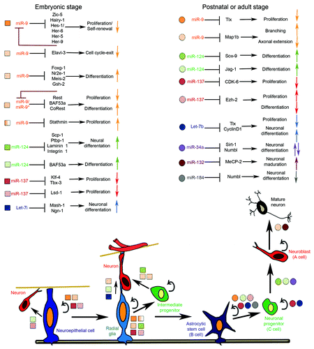 Figure 1. Schematic illustration of miRNAs function in neuronal fate determination during embryonic and adult neurogenesis. Neuroepithelial cells give origin to radial glia, which in turn undergo self-renew via symmetric (not shown) and asymmetric cell divisions (black arrows) in order to amplify the pool of NSCs during embryonic neurogenesis. A variety of neurons are originated from NSCs and intermediate progenitors via sequential fate restrictions regulated by crosstalk between miRNAs, signaling pathways and the epigenetic machinery as indicated by squares. Some radial glia cells are converted into astrocytic stem cells (B cell). B cells give origin to neuronal progenitors (C cell), which are the direct progeny of committed neuroblast (A cell) that differentiate into mature neuron. miRNAs associated with regulation of NSCs maintenance and neuronal commitment are shown in circles. Colored arrows indicate whether the cellular response is increased (↑) or decreased (↓).