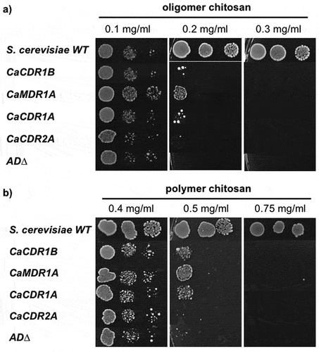 Figure 3. Effects of overexpression of C. albicans efflux pump genes in AD∆ strains on susceptibility to chitosan, (a) oligomer and (b) polymer, by agar dilution assay.