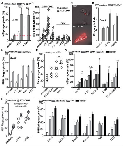 Figure 3. RTX-CD47 enhances ADCP by therapeutic anticancer antibodies. (A) RTX-CD47 synergized with therapeutic mAb in mediating phagocytosis of Daudi cells by macrophages. (B) RTX-CD47 enhanced (RTX mediated) phagocytosis of CEM.CD20 cells but not of parental CEM cells. (C) Representative photos of single macrophages engulfing V450-labeled target cells upon combined treatment with RTX-CD47 and RTX. (D) Quantification of phagocytic index from (A) showing average number of engulfed tumor cell per macrophage. (E) Combined treatment with RTX-CD47 and therapeutic antibodies (cetuximab, daratumumab, alemtuzumab (5 ng/ml) and rituximab (10 ng/ml)) significantly augmented phagocytosis levels BJAB cells. (F) Combined treatment with RTX-CD47 and alemtuzumab (1 µg/ml) significantly augmented phagocytosis levels of primary b-cell malignancies. (G) RTX-CD47 treatment potentiated macrophage-mediated phagocytosis of CD20pos cancer cell lines by obinutuzumab. (H) RTX-CD47 potentiated obinutuzumab mediated phagocytosis of primary patient-derived MCL cells by autologous macrophages. (I) RTX-CD47 treatment potentiated PMN- mediated phagocytosis of CD20pos cancer cell lines by obinutuzumab.