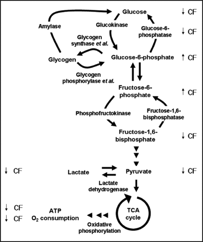 Figure 3 The effects of CF on metabolism. Glycogen phosphorylase and glycogen synthase catalyze part of the reactions that are shown in the drawing, and are therefore noted as enzyme et al. The levels of glucose, glucose- 6-phosphate, fructose-6-phosphate and fructose-1,6-bisphosphate were measured by Jang et al.Citation22 and Jang and Gomer.Citation28 The arrows indicate the effects of CF on the levels of each intermediates or metabolites (up arrow for increasing the levels, and down arrow for decreasing the levels).