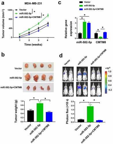 Figure 5. miR-582-5p enhances TNBC growth and metastasis in vivo by targeting CMTM8. (a) Tumor volumes were measured in nude mice subcutaneously injected with MDA-MB-231 cells transfected with indicated constructs (n = 4 for each group). (b) Top: representative images of the xenograft tumors. Bottom: tumor weight was determined 4 weeks after cell injection. (c) Quantification of miR-582-5p and CMTM8 mRNA expression in the xenograft tumors. (d) Top: representative images of bioluminescence imaging of mice 6 weeks after intravascular injection of indicated cells. Bottom: statistical analysis of photon flux (n = 4). *P < 0.05