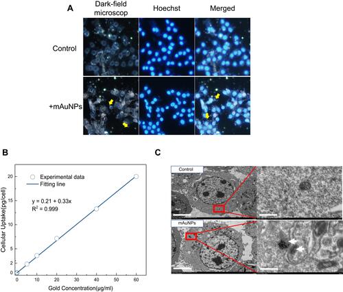 Figure 2 Uptake and distribution of mAuNPs in cells. (A) Photographs taken under dark field microscope for B16-F10 cells cultured with or without mAuNPs for 24h, The cell nuclei were dyed with Hoechst 33342. The yellow arrow shows the autofluorescence of mAuNPs observed in the dark-field microscope. The scale bars represent 10μm. (B) Uptake of mAuNPs by B16-F10 cells at various co-culture concentrations. (C) Transmission electron micrographs of B16-F10 cells cultured with and without mAuNPs. The scale bars (left and right) represent 5μm and 500 nm, respectively.