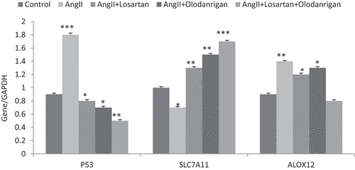 Figure 6. The Influence of AT1/2R on P53,SLC7A11 and ALOX12 in HUVECs to be treated with Ang II. RT-PCR analysis of HUVECs treated with valsartan or/and olodanrigan. Mean ± SEM; *p < .05, **p < .01, and ***p < .001 vs. control.