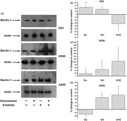Figure 3. The effect of exemestane and erlotinib on beclin-1 protein levels. (a) Representative blots of three independent experiments for H23, H358 and A549 cells. Quantification of western blot images (b) in H23, (c) in H358 and (d) in A549. Results are expressed as mean ± SEM of the % change compared to the untreated cells. Asterisks denote a statistically significant difference compared to untreated cells. *p < 0.05. C: control, Ex: exemestane, Erl: erlotinib, E + E: exemestane and erlotinib.