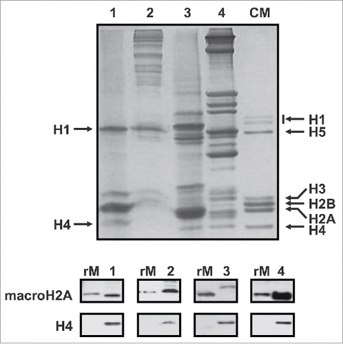 Figure 3. Detection of the macroH2A protein detection in non-vertebrates. Upper gel, SDS-PAGE of HCl-extracted histones from representative organisms including: mussel (M. californianus) hepatopancreas (lane 1), tick (A. maculatum) salivary glands (lane 2), sea urchin (S. purpuratus) male gonad (lane 3) and amphioxus (B. floridae, lane 4). CM, chicken erythrocyte histones used as marker. Lower gel, western blot analysis of the HCl-extracted proteins using the invertebrate-specific anti-macroH2A antibody (M12) developed in the present work. Mussel recombinant macroH2A (rM) was used as positive control, and anti-H4 antibody for sample normalization.
