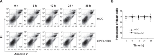 Figure 5 Cell apoptosis of mature dendritic cells and superparamagnetic iron oxide-mature dendritic cells was determined by flow cytometry at different time points (0, 6, 12, 24, and 36 hours). (A) Cell apoptosis by flow cytometry and (B) cell death curve.Abbreviations: h, hour; mDC, mature dendritic cells; SPIO, superparamagnetic iron oxide.