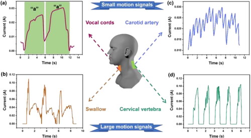 Figure 9. Application of wrinkle-structured MXene film-based pressure sensor for detecting various human motions. Small motion signal: (a) the signal of human vocal, (c) the signals of carotid artery pulse. Large motion signal: (b) the signal of swallow, (d) the signal of cervical vertebra bending.