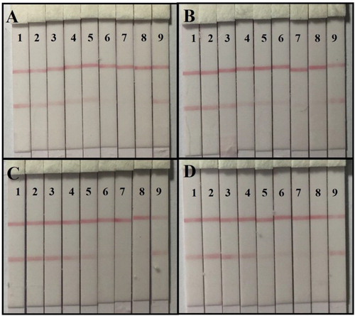 Figure 6. The sample analysis of immunochromatographic strip: (A) the AOH-spiked corn sample: (1) 0 ng/g; (2) 40 ng/g; (3) 80 ng/g; (4) 160 ng/g; (5) 320 ng/g; (6) 640 ng/g; (7) 1280 ng/g; (8) 2560 ng/g; (9) AME 5000 ng/g, (B) the AOH-spiked wheat sample: (1) 0 ng/g; (2) 40 ng/g; (3) 80 ng/g; (4) 160 ng/g; (5) 320 ng/g; (6) 640 ng/g; (7) 1280 ng/g; (8) 2560 ng/g; (9) AME 5000 ng/g, (C) the AOH-spiked apple juice sample: (1) 0 ng/g; (2) 5 ng/g; (3) 10 ng/g; (4) 25 ng/g; (5) 50 ng/g; (6) 100 ng/g; (7) 200 ng/g; (8) 400 ng/g; (9) AME 5000 ng/g, and (D) the AOH-spiked apple juice sample: (1) 0 ng/g; (2) 5 ng/g; (3) 10 ng/g; (4) 25 ng/g; (5) 50 ng/g; (6) 100 ng/g; (7) 200 ng/g; (8) 400 ng/g; (9) AME 5000 ng/g.