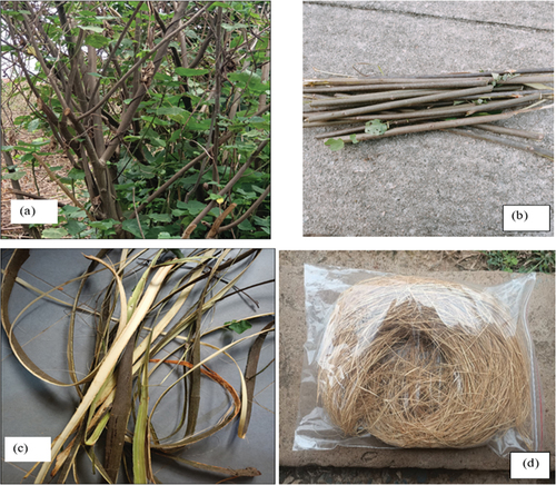 Figure 1. Macroscopic image of (a) Dombeya buettneri plant, (b) stem, (c) bark, and (d) fibers.