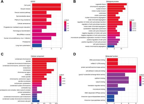Figure 4 KEGG and GO enrichment analyses. (A) KEGG results; (B) biological process; (C) cellular component; (D) molecular function.