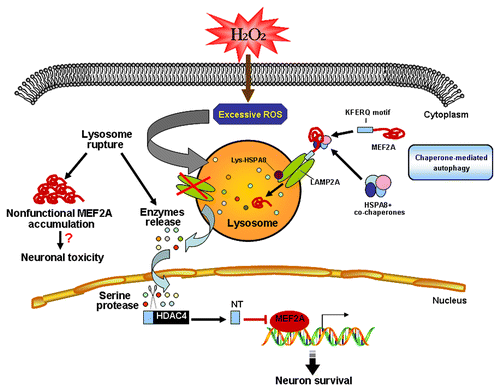 Figure 12. Schematic model of the regulation of MEF2A degradation under physiological or pathological conditions. MEF2A is degraded through the CMA pathway in basal conditions. Excessive oxidative stress, which is induced by neurotoxins such as H2O2, leads to lysosomal rupture. Such lysosome destabilization disrupts the CMA degradation of MEF2A and accounts for the accumulation of nonfunctional MEF2A, which is transcriptionally inactive. Under this condition, the MEF2 repressor, HDAC4-NT, is produced through proteolysis mediated by lysosomal serine proteases in a PRKACA-independent way. The presence of nuclear HDAC4-NT could at least partially account for the transcriptional inactivity of accumulated MEF2A.