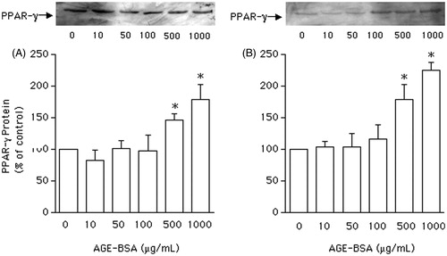 Figure 3. Western blot analysis of peroxisome proliferator-activated receptor gamma (PPARγ) expression, expressed as percentage in relation to control, in vascular smooth muscle cells (VSMCs) from non-diabetic rats (panel A) and Goto–Kakisaki (GK) rats (panel B). Immunoblot was performed to compare the protein content of PPARγ expression in VSMCs stimulated by AGEs-BSA at the concentrations indicated. Values represent the PPARγ/β-actin ratio. Data are expressed as mean ± SEM of three independent experiments per group, each performed in quadruplicate. *p < 0.05 versus bar one (one-way ANOVA followed by Bonferroni's test).