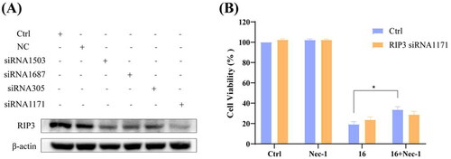 Figure 5. Knock-down of RIP3 using siRNA protected against compound 16 induced cell death in H1975 cells. (A) The H1975 cells were transfected with RIP3 siRNA, and whole-cell lysates were subjected to western blot analysis. (B) After transfection with RIP3 siRNA1171, the cells were treated with compound 16 (40 μM) for 24 h, alone or with pre-treatment with Nec-1. The cell viability was measured by MTT assay. *p < 0.05 compared between the groups of compound 16 and 16 with Nec-1.