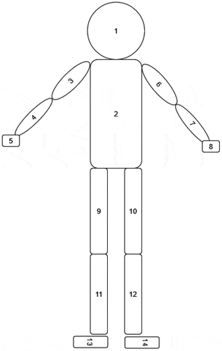 Figure 1. Simplified representation of the 14-segments model. Left and right limbs are merged in the study.