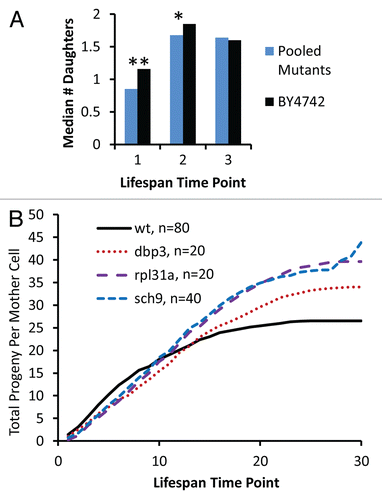 Figure 4 Reduced vitality of long-lived mutants occurs early in life. (A) The median number of daughters produced per mother cell over the first three time-points in a standard replicative life span assay is shown for experimentally-matched wild type (BY4742) and long-lived mutants (pooled data for 32 strains showing a significant defect in relative fitness). Each time point corresponds to removal of daughter cells by microdissection after 90–150 minutes of incubation at 30°C. *p < 0.05, **p < 0.01. (B) Cumulative daughter cell production per mother cell derived from a replicative lifespan experiment. Experimental time points are the same as described in (A).