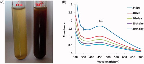 Figure 1. The colour change before and after addition of Alpinia officinarum rhizome extract to silver nitrate solution (A). The UV–visible spectrum absorption pattern at different duration of time period (B) of silver nanoparticles synthesized from Alpinia officinarum (lesser galangal) traditional Chinese medicinal plant (AG-AO).