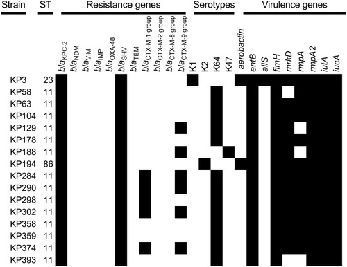 Figure 1 Virulence-associated genes, antimicrobial resistance genes, capsular serotype genes and MLST of 16 CR-hvKP isolates.