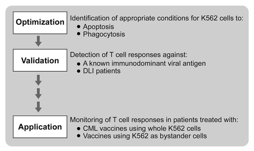 Figure 1. Schema for developing a cross-presentation assay for measuring immunoreactivity to K562 cells.