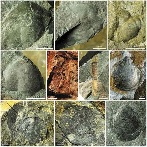 Figure 3. Fossils from the lower part of Grammajukku Formation, Torneträsk Formation, Luobákte, Lapland. A–D. Ellipsocephaus cf. gripi. A. NRM Ar72661, cephalon in dorsal view. B. NRM Ar72662, cephalon in dorsal view. C. NRM 72663, cephalon in dorsal view. D. NRM Ar72664, cephalon in dorsal view. E. Holmia? sp. NRM, Ar72665, possible genal spine with prominent terrace lines. F. Ind. Orthothecid hyolith NRM Mo193048. G, J. Eoobolus cf. priscus (Poulsen Citation1932); G. NRM Br151128, ventral valve interior. J. NRM Br151129, dorsal valve exterior. H, I. Botsfordia cf. caelata (Hall Citation1847), NRM Br151130. H. Partly disarticulated complete shell showing dorsal valve exterior (lower right) and partial ventral valve interior (upper left). I. Dorsal valve exterior showing pustulose external shell ornament