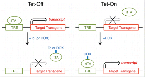 Figure 6. Inducible gene expression by using tetracycline-controlled transcriptional activation (Tet expression systems). Gene transcription is reversibly turned on or off in the presence of the antibiotic tetracycline (Tc) or doxycycline (DOX), a more stable tetracycline analog. In a Tet-Off system, tetracycline and its derivatives bind transactivator protein (tTA) and render it incapable of binding to the tetracycline response element (TRE) consisting of several TetO sequences and a minimal promoter, thereby preventing transcription of TRE-controlled genes. A Tet-On system works similarly, but the rtTA protein is capable of binding to the TRE operator, and hence initiating transcription of the transgene, only when bound by DOX. For most purposes, there is no inherent advantage of using the Tet-Off system over the Tet-On system, although there is no apparent literature example in which the Tet-Off system has been used to study the regulation and function of sleep.