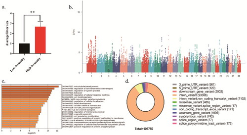 Figure 1. Genome-wide distributions of selection signals and reproduction-related candidate genes in two Beichuan-white goat populations. a) Distribution of average litter size of high and low fecundity Beichuan-white goat population. b) The positive end of the Z(FST) distribution was plotted along Beichuan-white goat autosomes (different chromosomes are separated by color). the Z(FST) values was calculated for each sliding 100Kb window with steps of 10Kb across the autosomes, and solid horizontal line indicates the cutoff (Z(FST) >2.326) used for extracting outliers. c) The selected 1739 genes were enriched by the GO pathway using Metascape online database with the top 20 items shown, and q < 0.05 (p correction value) was the standard. d) Distribution of mutation types at mutation sites of the positively selected genes.