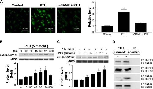 Figure 8 Effect of PTU on NO/eNOS activity of endothelial cells.Notes: (A) Intracellular NO levels were evaluated with DAF-2DA staining. After 24 hours of serum deprivation, human umbilical vein endothelial cells were seeded on six-well plates and treated with or without 5 mmol/L PTU in the presence or absence of l-NAME. Fluorescence was measured and the relative change of fluorescence intensity was determined as described in the “Materials and methods” section. (B) After 24 hours of serum deprivation, human umbilical vein endothelial cells were treated with 5 mmol/L PTU for the indicated durations. The levels of p-eNOS (Ser1177) were analyzed by Western blotting using total eNOS as an internal control. (C) After 24 hours of serum deprivation, human umbilical vein endothelial cells were treated with indicated concentrations of PTU for 120 minutes. The relative expression level of p-eNOS (Ser1177) was quantified by densitometry and normalized to the control level, which was set at 1.0. Each value represents the mean ± SE of four independent experiments. p<0.05; *represents significant difference among groups. (D) Co-immunoprecipitation was undertaken using either anti-eNOS or anti-hsp90 antibody to immunoprecipitate cell lysates from growth-arrested human umbilical vein endothelial cells treated with or without 5 mmol/L PTU for 24 hours. The immunocomplexes were resolved by Western blotting with either anti-hsp90 or anti-eNOS antibody. The picture is a representative of three blots from three independent experiments.Abbreviations: DMSO, dimethysulfoxide; IB, immunoblotting; IP, immunoprecipitation; PTU, propylthiouracil; SE, standard error; L-NAME, NG-monomethyl-L-arginine; p-eNOS, phospho-endothelial nitric oxide synthase.