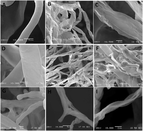 Fig. 7 Scanning electron micrographs of hyphae of three fungal pathogens treated with a peppermint essential oil formulation with Arabic gum and Tween 20 (Mint-T-G) at a concentration of 1 mL L−1. Botrytis cinerea (a–c), Penicillium expansum (d–f), and Rhizopus stolonifera (g–i). The untreated hyphae (control) show well-developed inflated cells having normal smooth walls (a, d, and g). The treated hyphae showing plasmolysis, distortion, squashed appearance and complete collapse (b, c, e, f, h, and i).