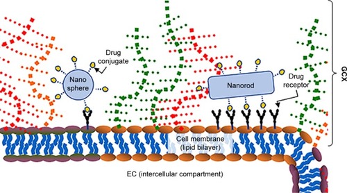 Figure 1 The motivation of this study: previously, we studied GCX-dependent EC interactions with nanospheres, which could be used for targeted delivery of cardiovascular drug treatment to the ECs. The present work is a study of GCX-dependent EC interactions with nanorods, which when compared to nanospheres are expected to deliver cardiovascular drugs to a larger area of the ECs.Abbreviations: EC, endothelial cell; GCX, glycocalyx.